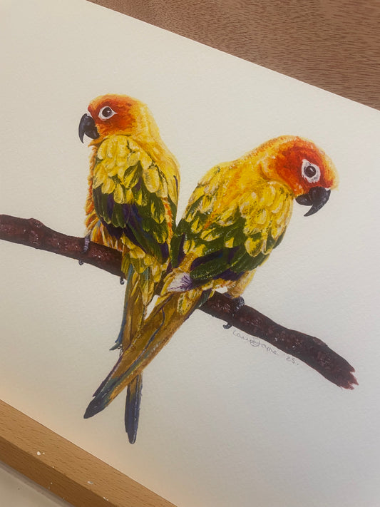 Sun Conures