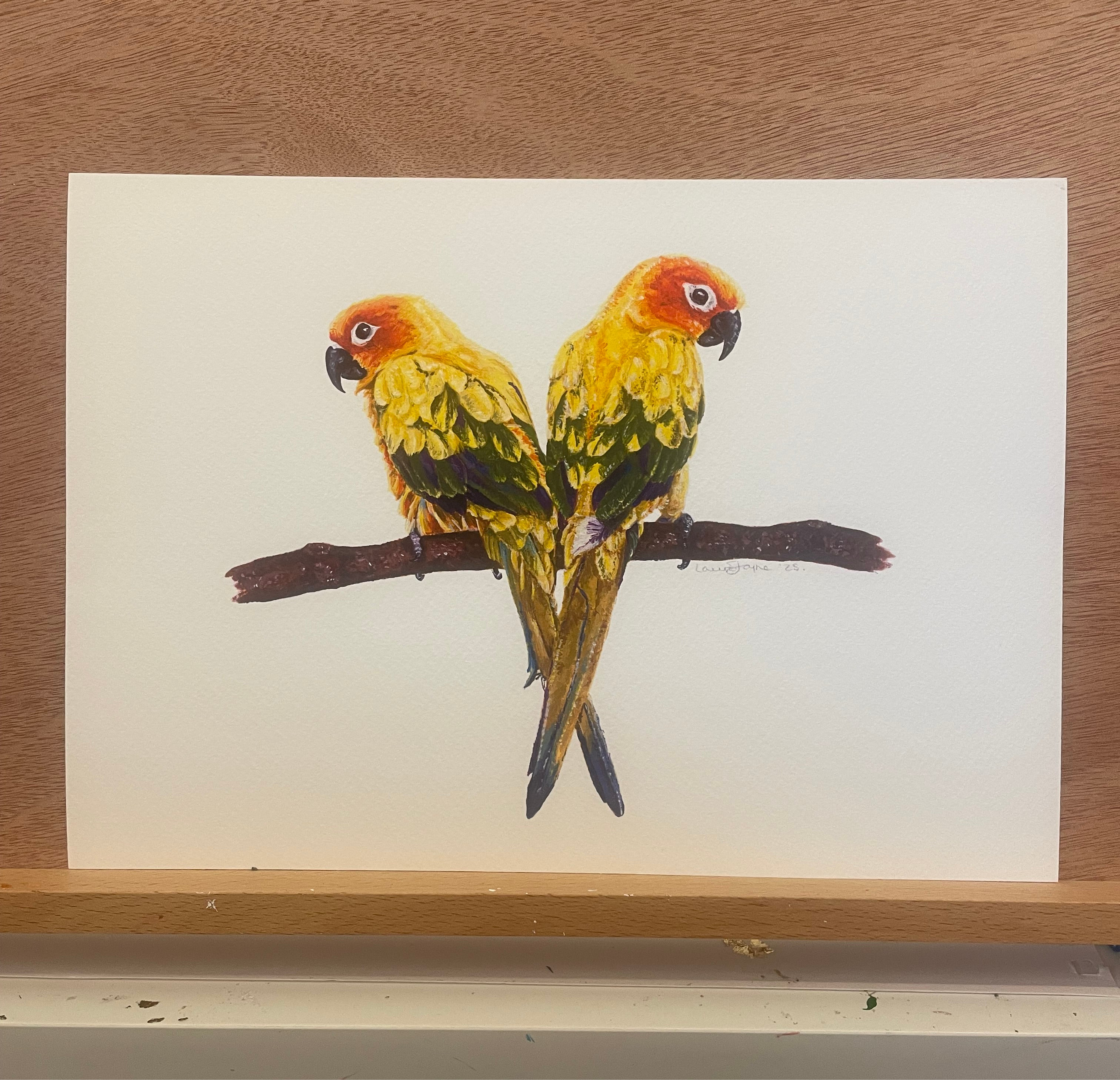 Sun Conures Limited Edition Prints