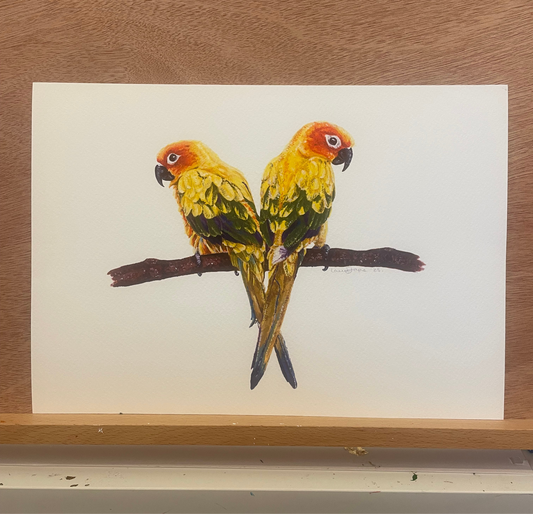 Sun Conures