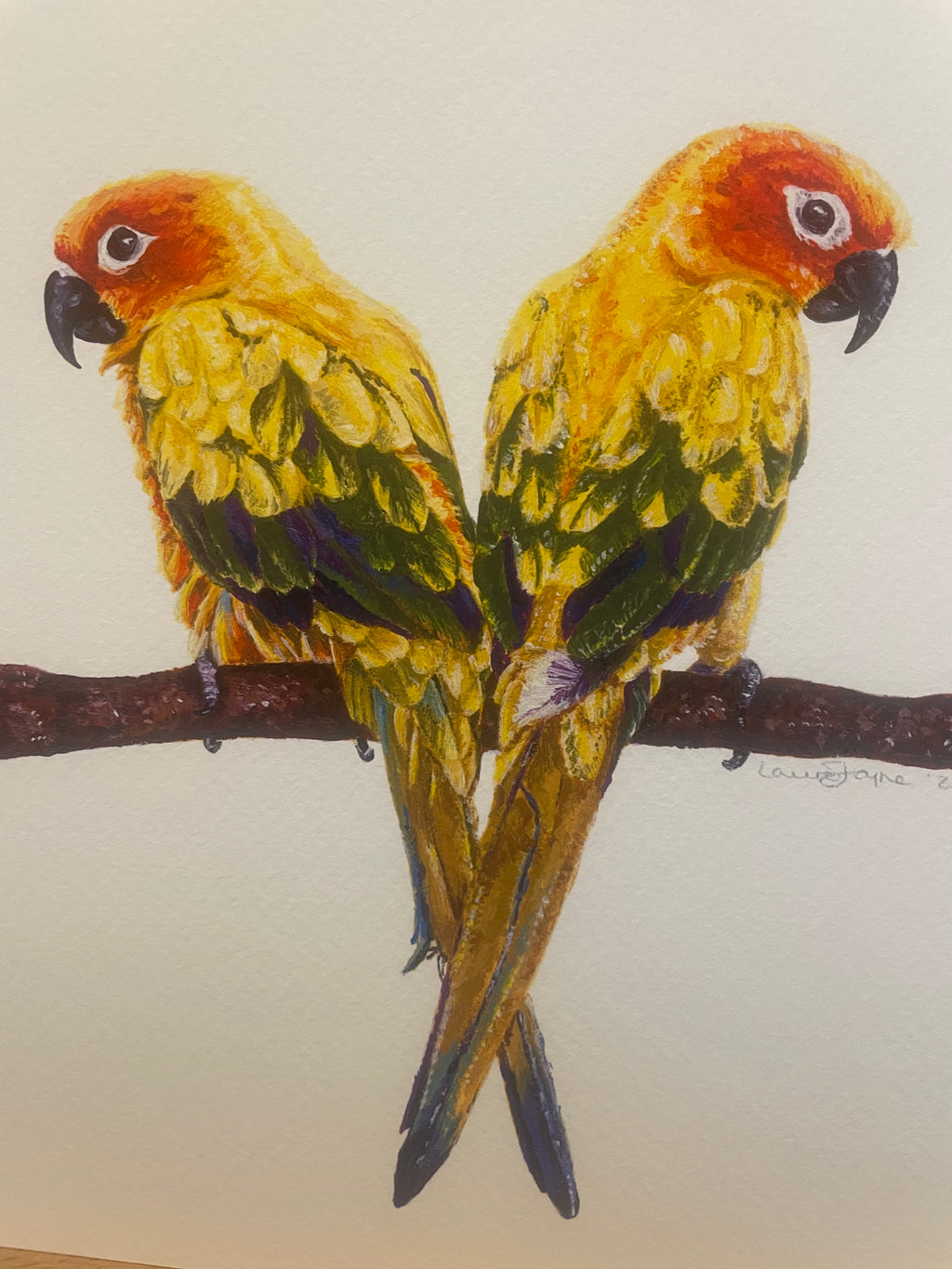 Sun Conures Limited Edition Prints