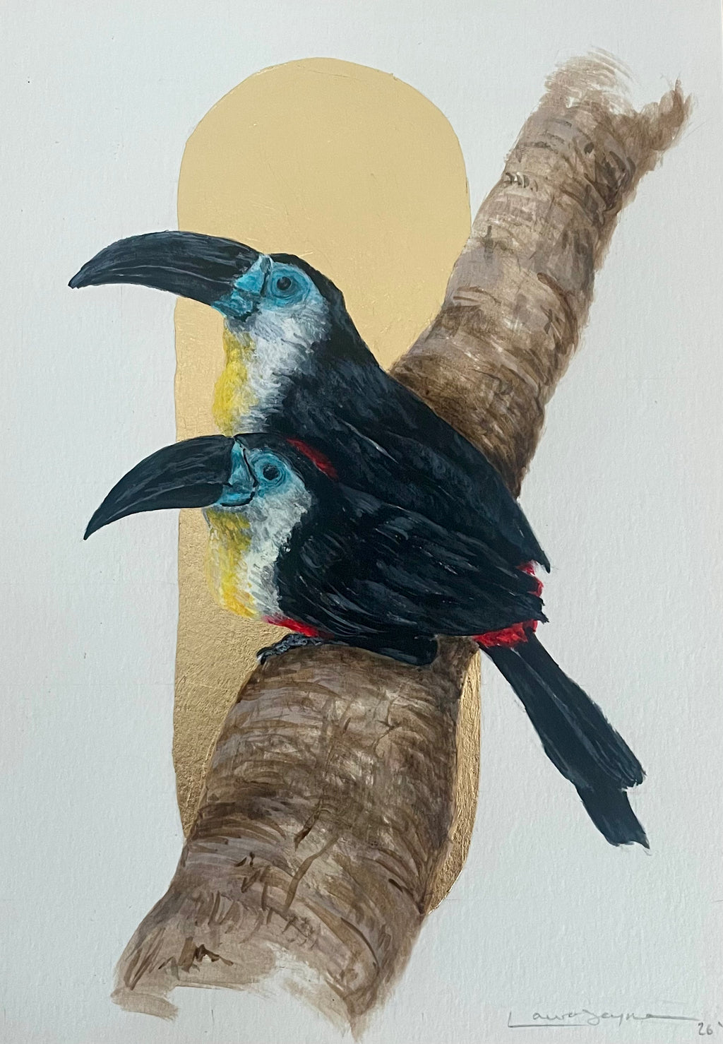 Channel-billed Toucans