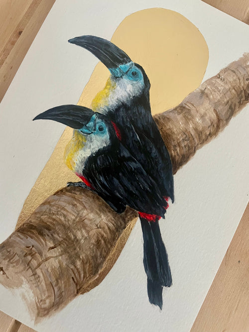 Channel-billed Toucans